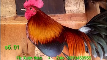 Saib ob tug qaib qug số 01 .02  + chiên ngưỡng 2 con gà tơ  mã số 01.02