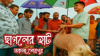 ৮০ কেজি ওজনের ছাগল,নকলা শেরপুর Goat market price.