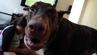 Gustav the  Doberman Growling 4 Affection Part II