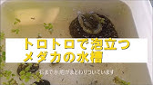完全版 水槽の油膜 泡対策 原因と対策方法をやさしく解説 Youtube 完全版 水槽の油膜 泡対策 原因と対策方法をやさしく解説 Youtube