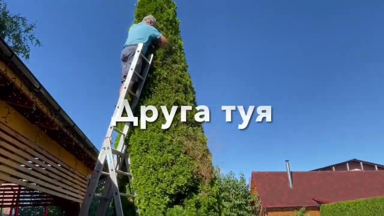 Стрижка 6 метрових туй смарагд, самшитових шарів та підсів трави.