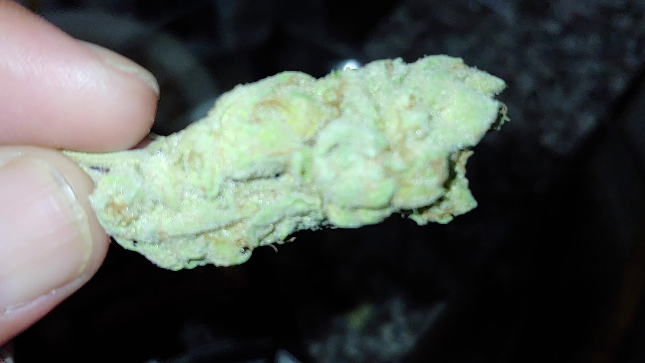 Jungle boys🔥🔥🔥🔥🔥🔥🔥🔥