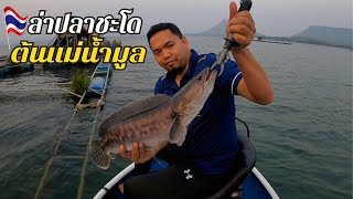 ล่าปลาชะโด ต้นแม่น้ำมูล | Giant Snakehead Thailand | EP.142