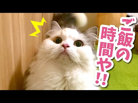 ご飯の時間になった瞬間の猫の顔が可愛いすぎる件