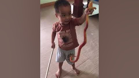 Chuyên Gia Bắt Rắn Tí Hon P3 - Cái Kết Thật Bất Ngờ - GiaMinh_vlog