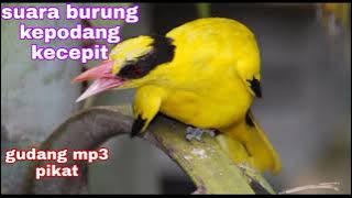 suara burung kejepit