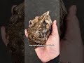 Is this thing valuable enough to quit your job?#MineralFacts#CrystalFacts#GoldNugget#NatureFacts