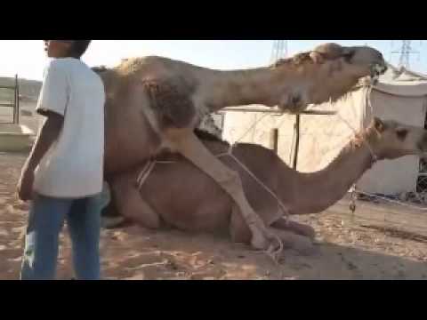 секс лашатка девушка видео нас сестрой было