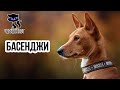 ✔ БАСЕНДЖИ -  африканская нелающая собака. Порода с многовековой историей