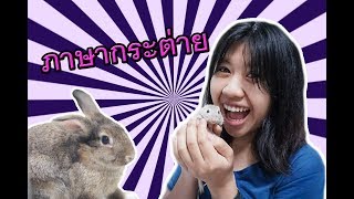 ภาษากระต่าย Body language of rabbit