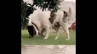 Afghan kuchi dog enjoying rain