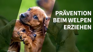 Welpen erziehen ► Erfahre warum Prävention beim Welpen Erziehen entscheidend ist!