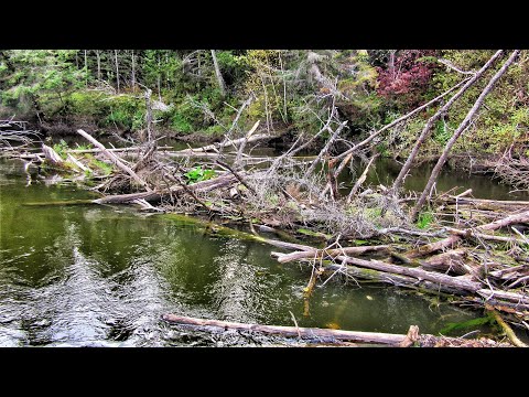 Video: Tühi järv: Siberi veehoidla mõistatus