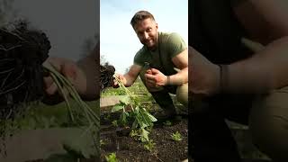 вырвать просто же #сад  #дача #огород  #садоводничество #юмор