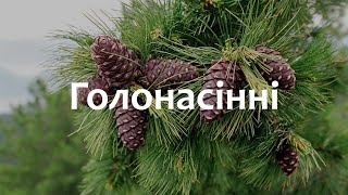 картинка: Біологія 7 клас (Балан). §27 Голонасінні