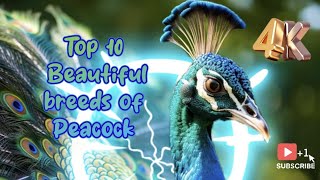 Top 10 Beautiful breeds of Peacock/Peafowl