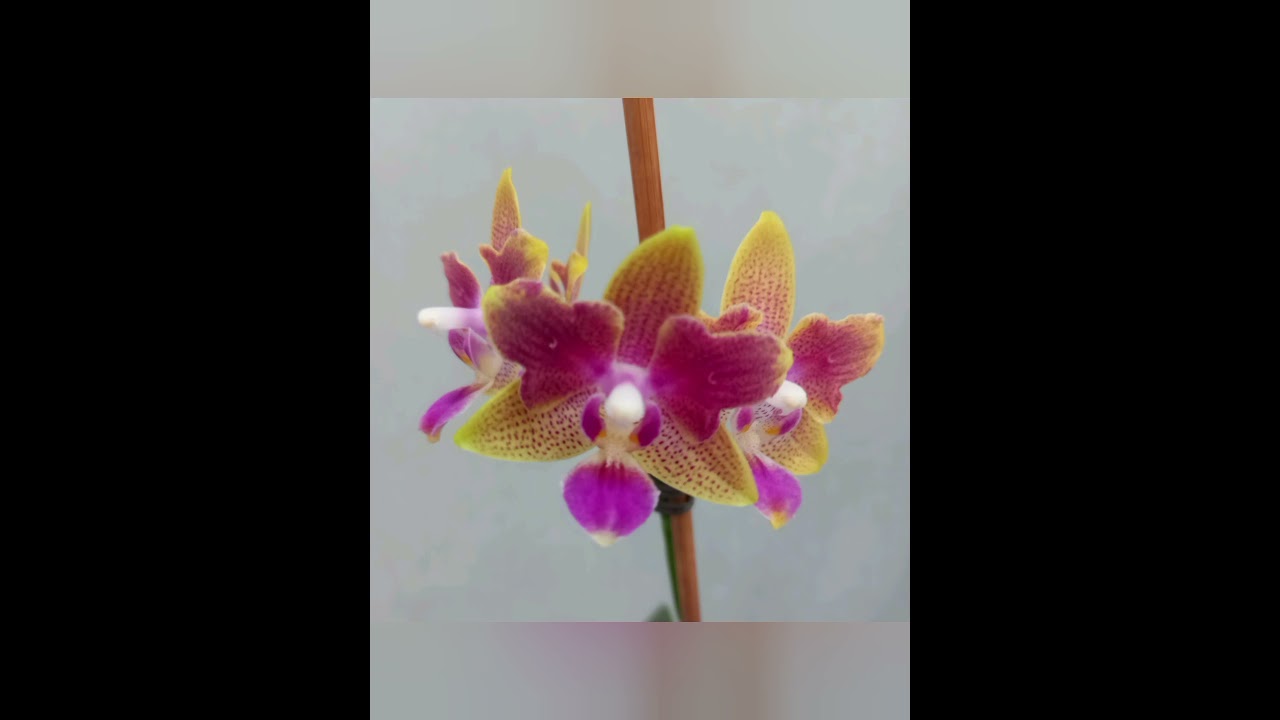 #orchid цветение январь 2026г( мини 