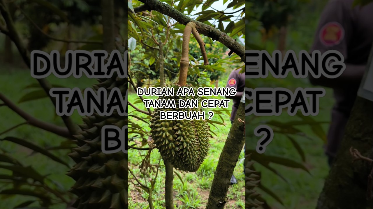 Durian Apa Senang Tanam? Kenapa Monthong? 