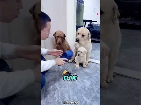 Anne Köpek Yavrusunu
