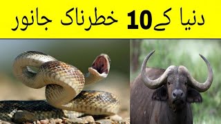 Dunya Ke Khatarnak Janwar | دنیا کے 10 خطرناک جانور | World Dangerous Animals | It's Usama Khan