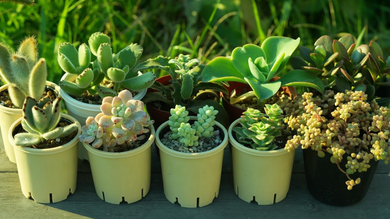 477 [How to keep succulents from dying in winter] Some succulents