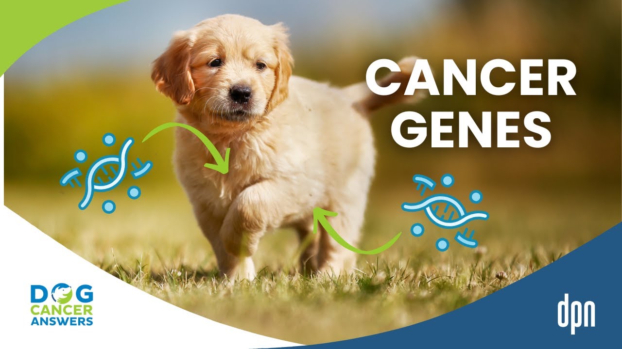 How Some Dogs Get Cancer: How Genetic Mutations Trigger Cancer in Dogs | Charlotte Hacker, MS, PhD