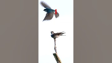 Tree Swallows Go BANG ..Three times a Charm Audio On ! #birds #wildlife #spring