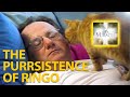 The Purrsistence of Ringo - It's a Miracle