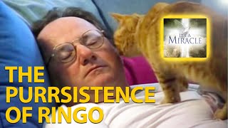 The Purrsistence of Ringo  It's a Miracle