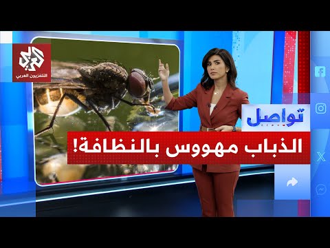 الذباب النظيف مفارقة الطبيعة الغريبة تواصل