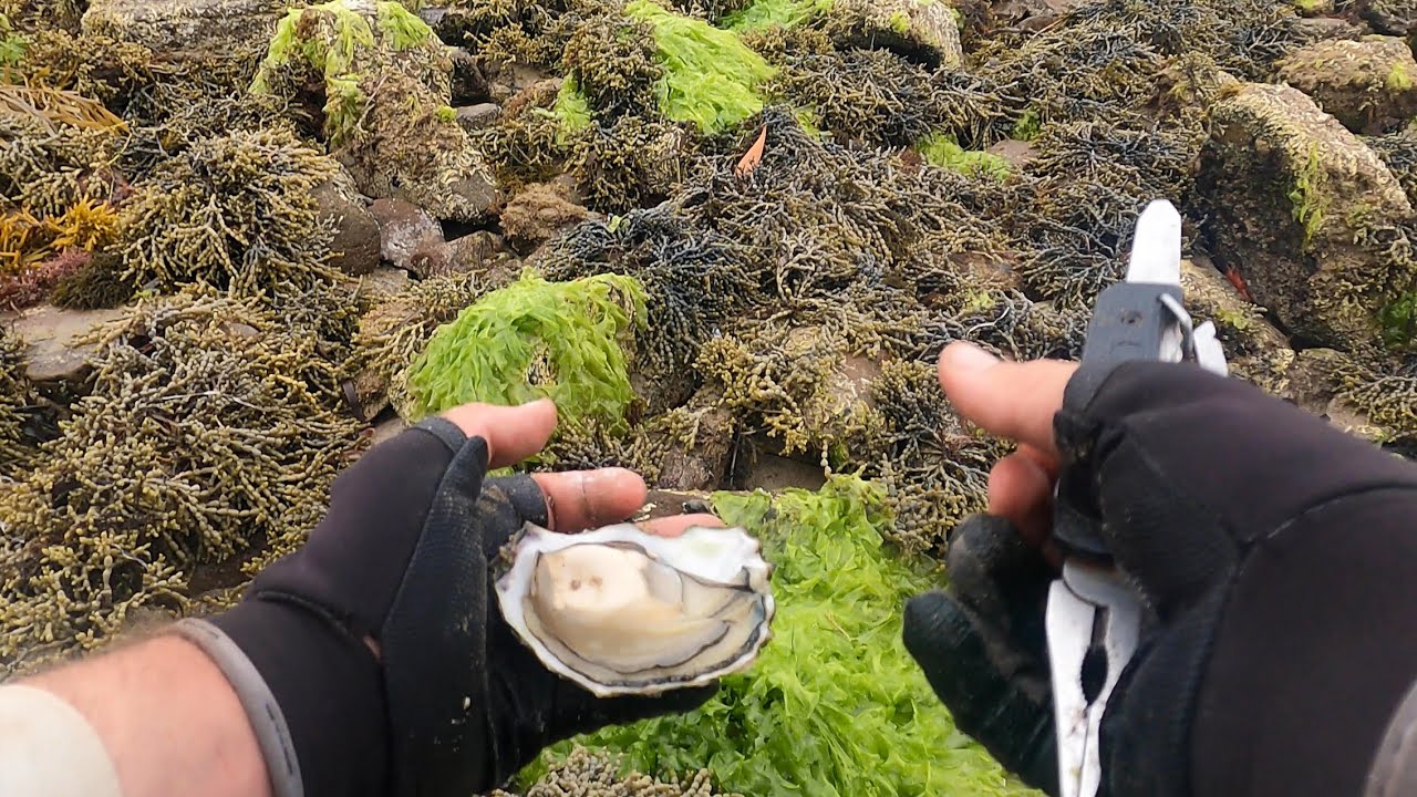 Heading into the deep south, oysters off the rocks, wallabies