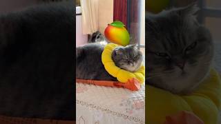 ￼￼Did you know this fact about the Apple tree? #cat #fypシ゚ #kitten #funny