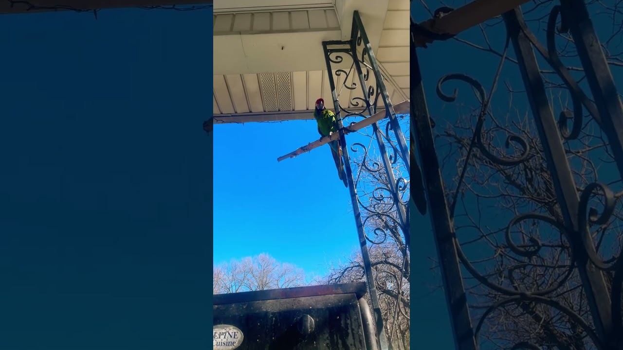 Se llama canello porque todo el tiempo quiere canella en polvo