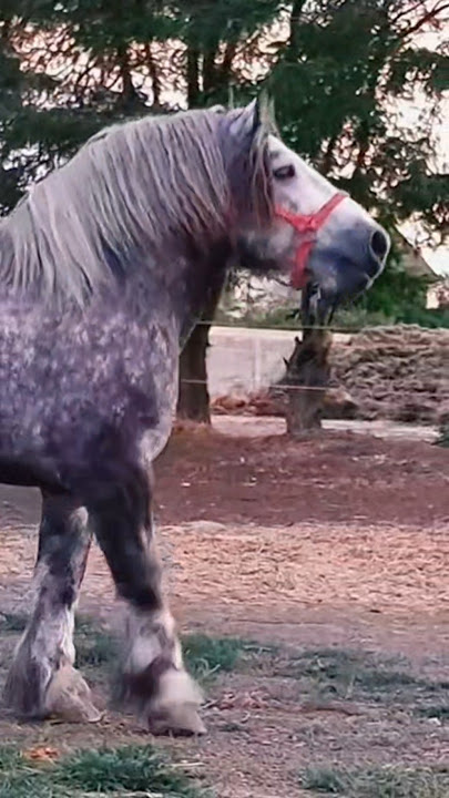 Beautiful horse  #horse #horses