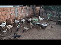 CONSEGUI PEGAR DUAS CAIXAS DE COUVE PARA AS GALINHAS ✅