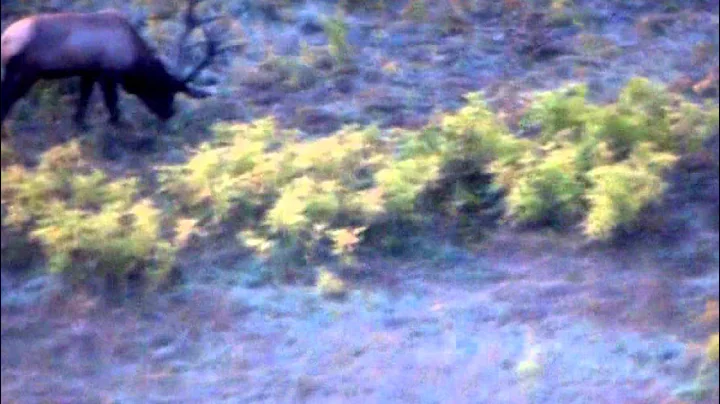 Big Heavy Bull elk Manti Utah Unit 2015