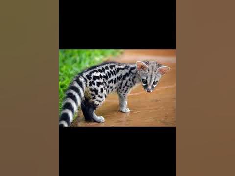 Полосатый Линсанг - YouTube