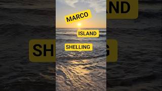 Shelling Marco Island 🌴 #seashell #marcoisland