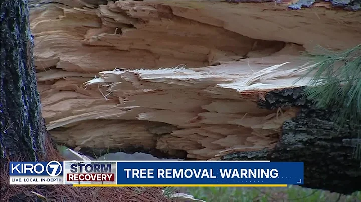 Homeowners urged to be cautious when hiring tree removal services for storm cleanup