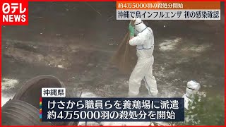 【鳥インフルエンザ感染確認】沖縄で初… 約4万5000羽“殺処分”を開始  金武町