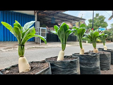 Video: Kontainer Berkebun Lobak - Menanam Dan Menanam Biji Lobak dalam Pot