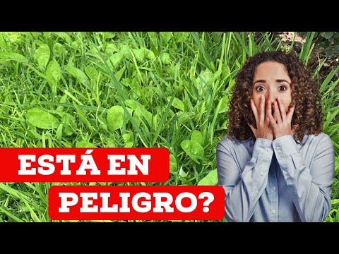 Vídeo: Com prevenir la mala herba de colom?