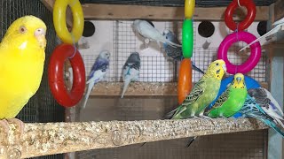 Волнистый попугайчик альбиносы Albino muhabbet kuşu Budgie albino 알비노 사랑앵무 28.05.2024