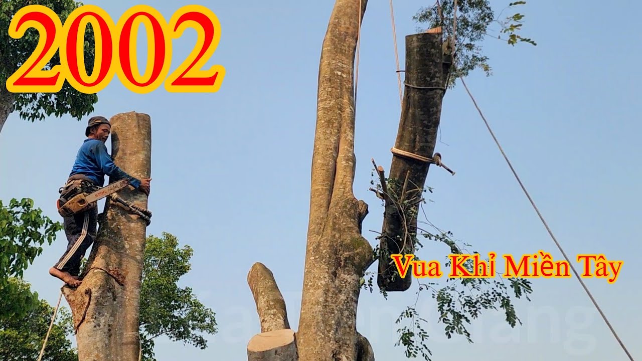 Muốn đứng tim khi Vua Khỉ cưa khớp khúc cây Chùm Hôi hơn 100 năm tuổi (2/2) Cutting tree