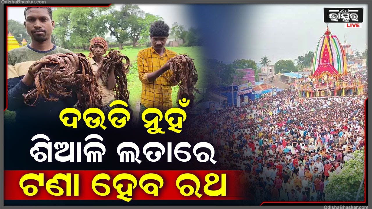 କୌଣସି ପ୍ରକାରର ଦଉଡି ନୁହେଁ, ବରଂ ଶିଆଳି ଲତାରେ ଟଣାହେବ ରଥ । ଆଉ ଏଥିପାଇଁ ଜୋରସୋରରେ ଚାଲିଛି ପ୍ରସ୍ତୁତି ।
