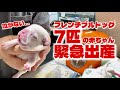 深夜の緊急出産!産まれてきた7匹の赤ちゃんと母親犬は無事なのか!?