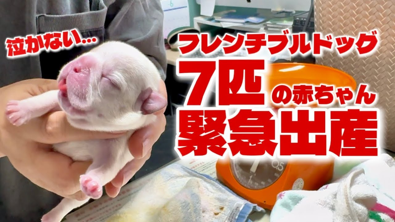 深夜の緊急出産!産まれてきた7匹の赤ちゃんと母親犬は無事なのか!?