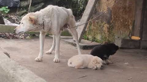 Đàn chó Mông cộc đuôi bản Mông nguyên chất hoang dã - SĂN LÙNG CHÓ BẢN MÔNG KÝ SỰ 2019