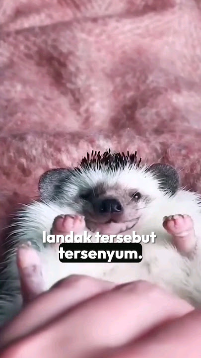 Download lagu The story of the poor hedgehog