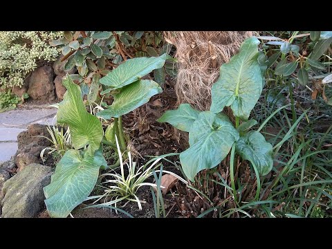 Wideo: Cietrzew cesarski: sadzenie i pielęgnacja pięknej rośliny